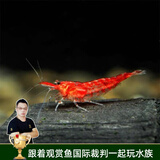 云峰海瑞黑壳虾清洁虾观赏虾 鱼缸水族箱水草缸清洁除藻淡水 【漂亮清洁虾】樱花虾25只送两只