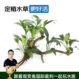 云峰海瑞 水草活体鱼缸造景套餐用品水族箱装饰鱼缸种子沉木活水草 丹麦榕6头沉木
