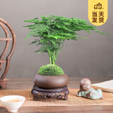 开时果 文竹盆栽桌面摆件盆景 办公室植物竹子水培绿植盆景源头直发包邮 紫砂椭圆盆+苔藓+底座