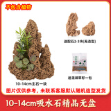 石光小站精品上水石吸水石盆景鱼池假山微景观装饰天然假山石头造景原石 精品10-14cm吸水石不含盆