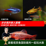 云峰海瑞 热带鱼 观赏鱼灯科鱼 观赏鱼小型淡水鱼草缸群游 热带鱼活体 步步高升新手套餐共10条