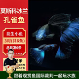 美人雾孔雀鱼观赏鱼活体凤尾鱼斗鱼宠物活体小型热带鱼活体活鱼 莫斯科冰兰孔雀3对（3cm左右）