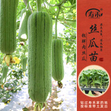 寿禾 各种蔬菜苗活苗带土发货大全菜苗大型苗场秋冬秧苗山东寿光种苗 肉丝瓜苗5棵