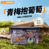 佰斯纳特（bestnut）青梅抱葡萄240g/罐 蜜饯果干零食小吃水果干果脯办公室小吃
