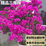 沭之美三角梅盆栽树苗植物室内外阳台庭院四季开花爬藤观花绿植源头直发