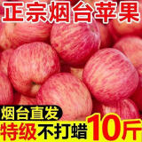 正宗烟台栖霞红富士10斤装苹果现摘新鲜水果脆甜多汁冰糖心苹果 烟台苹果 3斤装 试吃