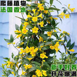 行湘香水茉莉盆栽庭院花园爬藤装饰植物 黄色香水茉莉 +原盆 源头直发