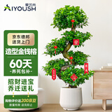 爱优尚金钱榕招财摇钱树盆栽办公室客厅室内大绿植盆景乔迁开业源头直发
