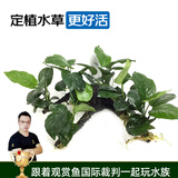 云峰海瑞 水草活体鱼缸造景套餐用品水族箱装饰鱼缸种子沉木活水草 大水榕6头沉木