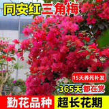 沭之美三角梅盆栽树苗植物室内外阳台庭院四季开花爬藤观花绿植源头直发
