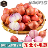 倾睦东北毛葱头 吉林特产干香笨毛葱鬼子珠葱小圆葱红葱头水果小洋葱 5斤 大葱【单葱3cm+】