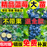 开时果 蓝莓树果苗盆栽可食用 阳台南北方种植蓝莓果树苗大号当年结果 【5年带果&原生盆】夏普 60-80cm 带土带叶发货-结果可食用