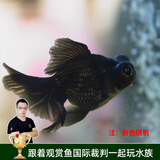 云峰海瑞观赏金鱼 冷水鱼 观赏鱼金鱼 活体鱼 淡水鱼小金鱼活鱼锦鲤鱼 【精选】黑龙眼7-9cm4条（随机）