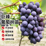 琅阙葡萄树苗巨峰葡萄爬藤植物带土果树苗水果苗1-1.5cm粗源头直发