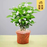 开时果 茉莉花盆栽浓香型 桌面绿植物阳台花卉树苗盆景摆件源头直发包邮 精品茉莉花3-6株【原土发货】