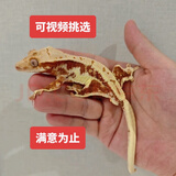 睫角守宫异宠活体宿舍宠物爬宠莉莉白宠物 新手入门可爱温顺 其他
