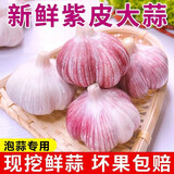 春平赋2025年新鲜大蒜头现挖新蒜紫皮大蒜批发鲜蒜红皮蒜糖醋湿蒜 2斤装含箱【果径4-5cm] 1000g