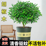 沭之美清香胡椒木盆栽驱蚊绿植花卉植物室内外四季常青树苗源头直发