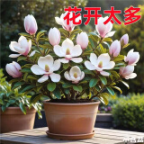 新品浓香矮种玉兰盆栽地栽花卉玉兰花室外耐寒室内四季开花老桩苗 白色【多茬开花】好养活 当年开花3年苗【3颗】可开60朵