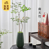 开时果 南天竹盆栽室内盆景 庭院古风办公室观叶客厅造景桌面绿植摆件 热销款：【高40-60/双株】绿萌釉陶盆