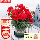 沭之美康乃馨盆栽室内观花植物桌面绿植 康乃馨红色+0.5加仑盆 源头直发