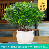 开时果 正宗胡椒木盆栽清香型 桌面植物苗防驱蚊草绿植盆景源头直发包邮 【6年大苗】不规则白瓷盆+肥料