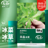 寿禾 冰菜种子种苗厚叶冰草四季盆栽蔬菜种籽 潍育翠晶冰菜种子 200粒