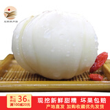 金城百合谷兰州大百合甘肃特产鲜百合新鲜现挖农家食用甜 炒菜炖汤滋润蔬菜 一斤16个四头装 （真空包装）