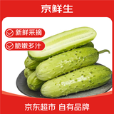 京鲜生 山东童年旱黄瓜 净重5斤 单果100g+ 水果小青瓜 轻食 源头直发