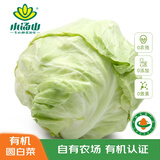 小汤山 北京 有机圆白菜 600g 基地直供新鲜蔬菜
