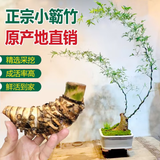 小叶簕竹室内勒竹盆栽竹子盆景绿植四季长青好养名贵竹子老桩竹根 6-8公分左右福利细桩 包成活不含盆