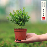 开时果 各类小盆栽绿植素材苗 小叶赤楠造景微景观植物盆景源头直发包邮 小叶赤楠（小盆）