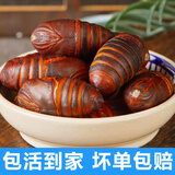 印禾年柞蚕蛹鲜活发货东北特产 新鲜茧蛹特级大黄蚕蛹黑蝉蛹活A级蚕蛹 25年新蛹 250g A级小二黄蛹（约32只左右）