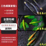 卡奇鱼 斑马鱼 淡水鱼 观赏鱼 小型观赏鱼 热带鱼 蝶翼斑马荧光好养易活 三色蝶翼套餐1