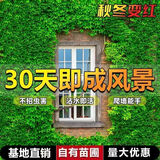 御春阁攀援植物美国五叶地锦苗子 爬山虎大苗 爬藤红叶爬墙虎花卉三叶 五叶爬山虎5年苗（2棵装）
