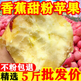 正宗粉面苹果新鲜应季水果老树秦冠红星老人宝宝粉面刮泥香蕉苹果 净重5斤【中果】