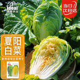 IDEAL夏阳大白菜种子夏季抗热耐高温蔬菜籽早熟耐热结球大白菜种子大全