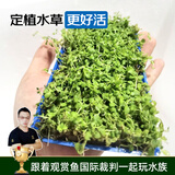 云峰海瑞 鱼缸造景真活体水草草坪水草种子鱼缸草缸造景水族箱装饰前景 爬地盒（长方盒）1盒