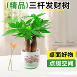 泰西丝三杆发财树盆栽易活绿植桌面摆件招财盆景+清香图陶瓷盆 源头直发