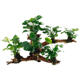 云峰海瑞水草活体懒人草鱼缸造景活体水草套餐鱼缸水草有茎类中后景真水草 小水榕6头沉木