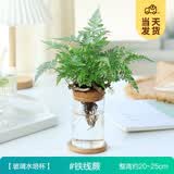 开时果 水培植物办公室内桌面盆栽 水养绿萝水生花植物绿植源头直发包邮 铁线蕨（含玻璃瓶+竹托） （加赠 营养液）