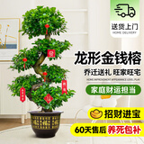 爱优尚金钱榕招财摇钱树盆栽办公室客厅室内大绿植盆景乔迁开业源头直发