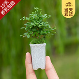 开时果 台湾达摩小叶九里香 桌面微型趣味迷你盆栽绿植盆景源头直发包邮 达摩九里香+长形瓷盆