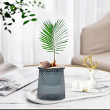 佰花锦新中式铁树小盆栽好养耐活四季常青办公室室内桌面精致小盆景 铁树宝宝+懒人吸水盆 整体高度11-20cm