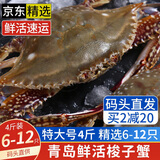 【活蟹发货不包活】青岛梭子蟹特大鲜活螃蟹海蟹飞蟹母蟹公蟹蟹类 【特大精选】4斤6-12只 鲜活发货