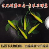 卡奇鱼 斑马鱼 淡水鱼 观赏鱼 小型观赏鱼 热带鱼 蝶翼斑马荧光好养易活 青苹果蝶翼斑马2条（3-4cm）