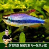 云峰海瑞 热带鱼 观赏鱼灯科鱼 观赏鱼小型淡水鱼草缸群游 热带鱼活体 蓝帝王8+2备损共10条（国王灯）