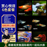 美人雾孔雀鱼观赏鱼活体凤尾鱼斗鱼宠物活体小型热带鱼活体活鱼 赏心悦目6色套餐（3cm左右）