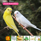 朗缤 鹦鹉活体鸟活物虎皮鹦鹉宠物活鸟玄凤鹦鹉手养鸟会说话幼鸟幼崽 白红眼+黄红眼（一公一母）