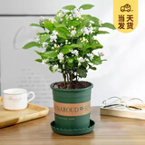 开时果 茉莉花盆栽浓香型 桌面绿植物阳台花卉树苗盆景摆件源头直发包邮 精品茉莉花3-6株【加仑盆】